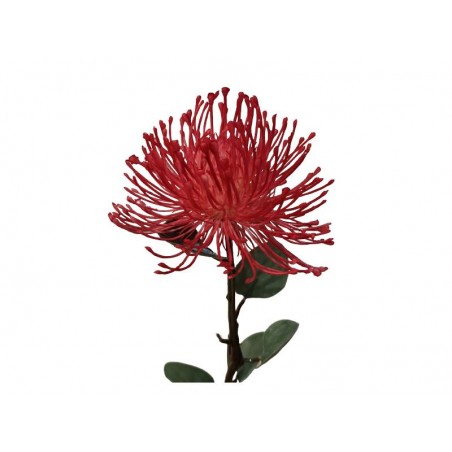 Fleur Protea Florida rouge
