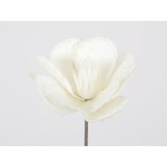 Flora fleur blanche