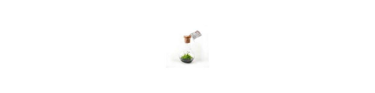 Plantes | Ladecodemanon.fr