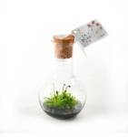 Plantes